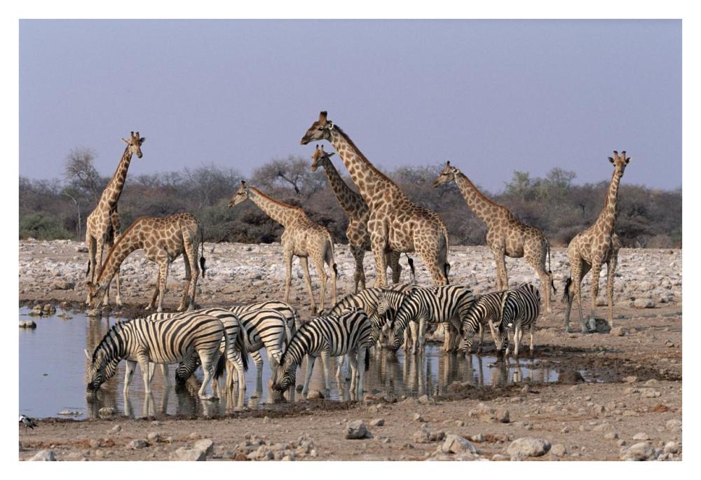 Burchell'S Zebra And Giraffe At Waterhole, Etosha National Park, Namibia-Paper Art-38,,X26,,