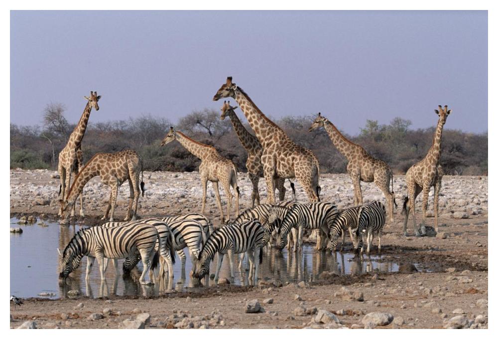 Burchell'S Zebra And Giraffe At Waterhole, Etosha National Park, Namibia-Paper Art-50,,X34,,