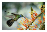 Green Violet-Ear Hummingbird Feeding, Monteverde Cloud Forest, Costa Rica-Paper Art-26,,X18,,