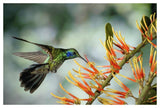 Green Violet-Ear Hummingbird Feeding, Monteverde Cloud Forest, Costa Rica-Paper Art-50,,X34,,