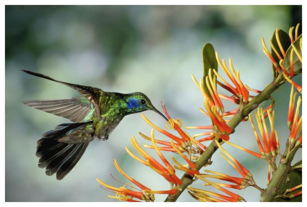 Green Violet-Ear Hummingbird Feeding, Monteverde Cloud Forest, Costa Rica-Paper Art-62,,X42,,