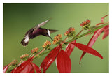 Snowcap A Hummingbird, Feeding On Madder Flowers In Rainforest, Costa Rica-Paper Art-20,,X14,,