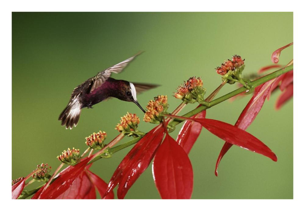 Snowcap A Hummingbird, Feeding On Madder Flowers In Rainforest, Costa Rica-Paper Art-26,,X18,,