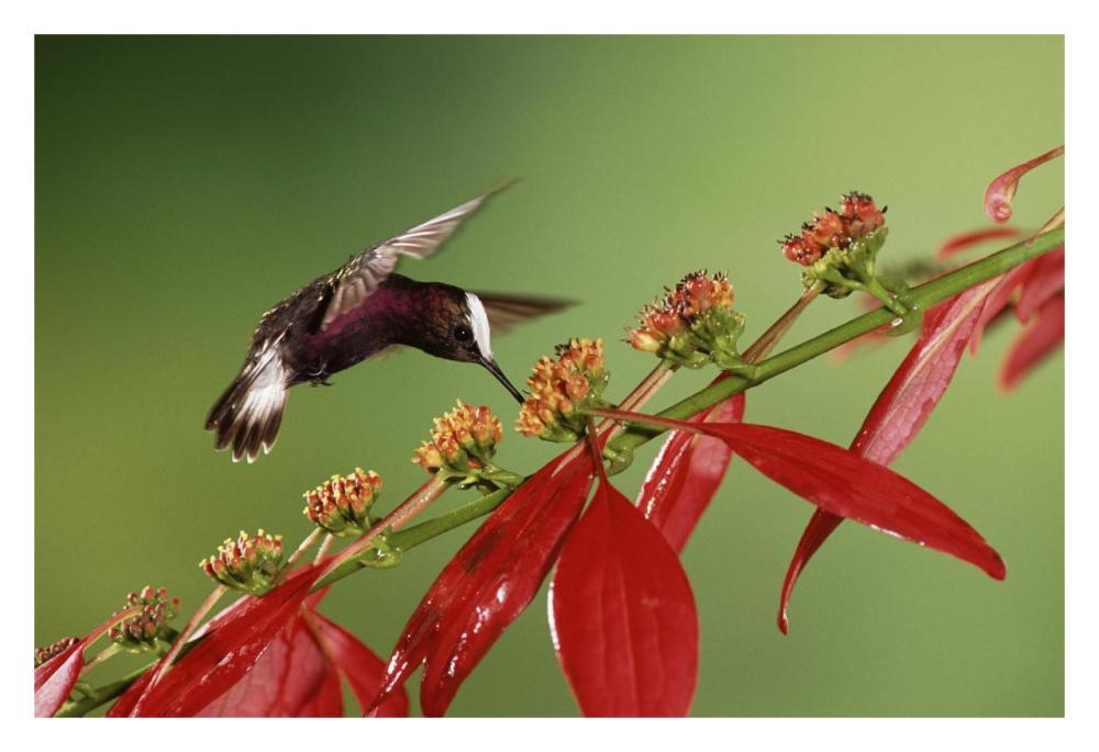 Snowcap A Hummingbird, Feeding On Madder Flowers In Rainforest, Costa Rica-Paper Art-32,,X22,,