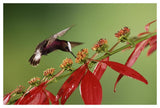 Snowcap A Hummingbird, Feeding On Madder Flowers In Rainforest, Costa Rica-Paper Art-50,,X34,,
