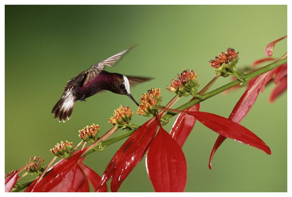 Snowcap A Hummingbird, Feeding On Madder Flowers In Rainforest, Costa Rica-Paper Art-62,,X42,,