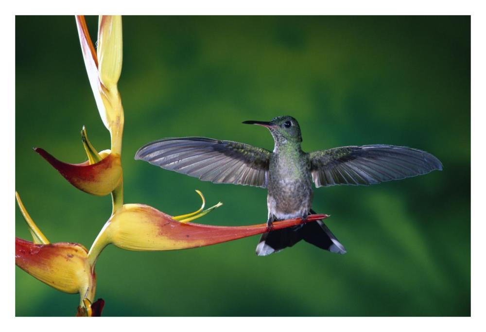 Scaly-Breasted Hummingbird Near A Heliconia Flower In Rainforest, Costa Rica-Paper Art-32,,X22,,