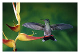 Scaly-Breasted Hummingbird Near A Heliconia Flower In Rainforest, Costa Rica-Paper Art-32,,X22,,