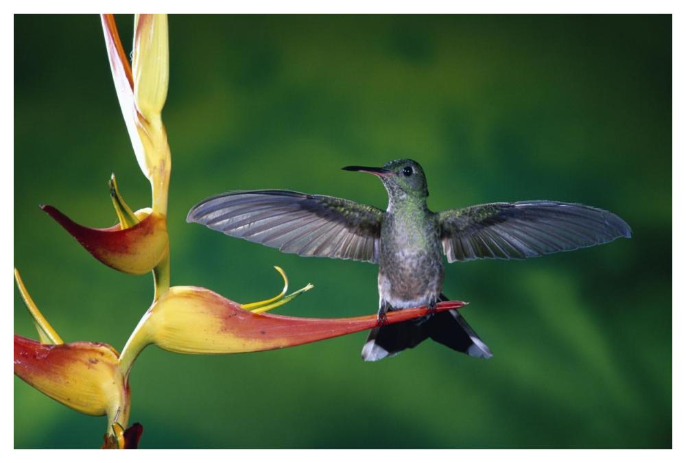 Scaly-Breasted Hummingbird Near A Heliconia Flower In Rainforest, Costa Rica-Paper Art-50,,X34,,