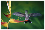 Scaly-Breasted Hummingbird Near A Heliconia Flower In Rainforest, Costa Rica-Paper Art-62,,X42,,
