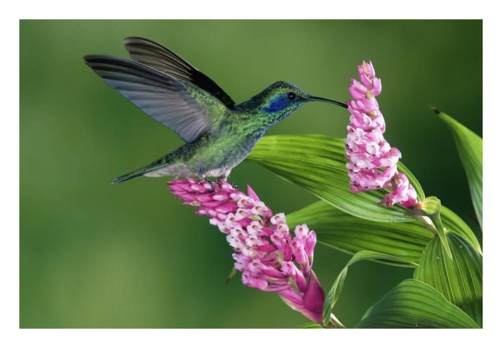 Green Violet-Ear Hummingbird Feeding At And Pollinating Epiphytic Orchid Costa Rica-Paper Art-26,,X18,,