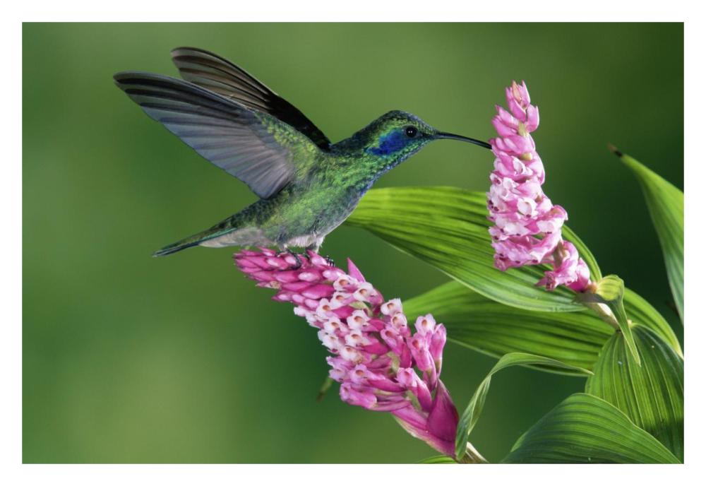 Green Violet-Ear Hummingbird Feeding At And Pollinating Epiphytic Orchid Costa Rica-Paper Art-32,,X22,,