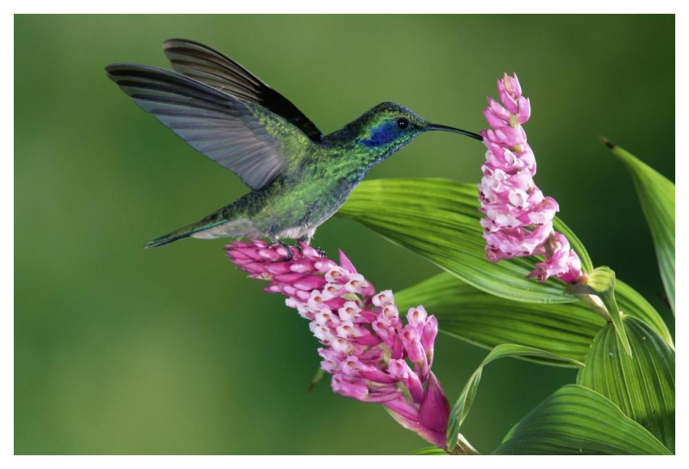 Green Violet-Ear Hummingbird Feeding At And Pollinating Epiphytic Orchid Costa Rica-Paper Art-50,,X34,,