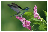 Green Violet-Ear Hummingbird Feeding At And Pollinating Epiphytic Orchid Costa Rica-Paper Art-50,,X34,,