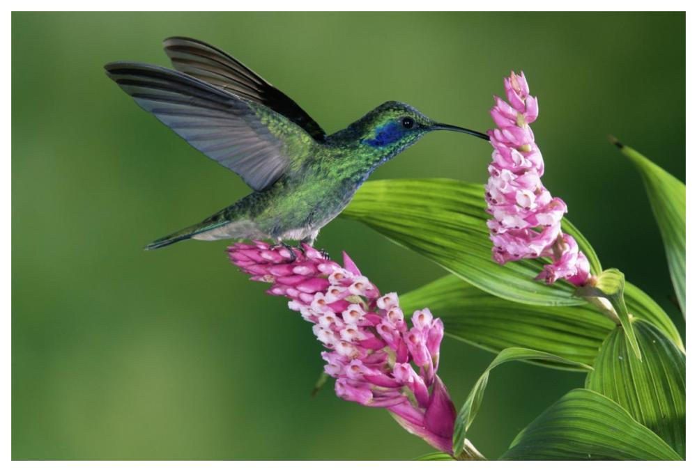 Green Violet-Ear Hummingbird Feeding At And Pollinating Epiphytic Orchid Costa Rica-Paper Art-62,,X42,,