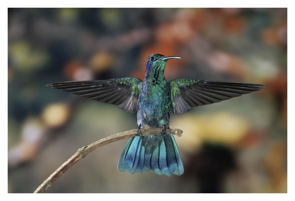 Green Violet-Ear Hummingbird, Perched On Branch, Monteverde Cloud Reserve, Costa Rica-Paper Art-20,,X14,,