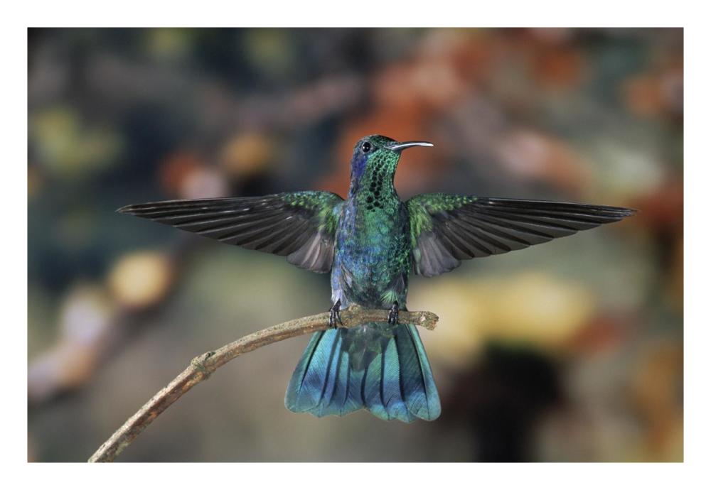 Green Violet-Ear Hummingbird, Perched On Branch, Monteverde Cloud Reserve, Costa Rica-Paper Art-26,,X18,,