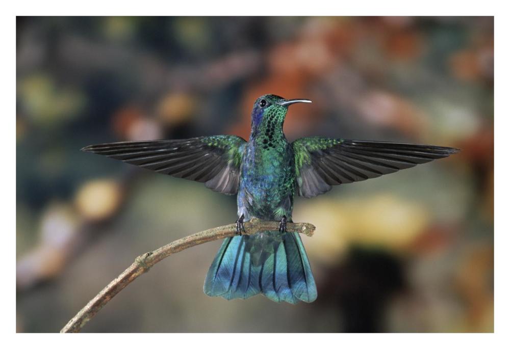 Green Violet-Ear Hummingbird, Perched On Branch, Monteverde Cloud Reserve, Costa Rica-Paper Art-32,,X22,,