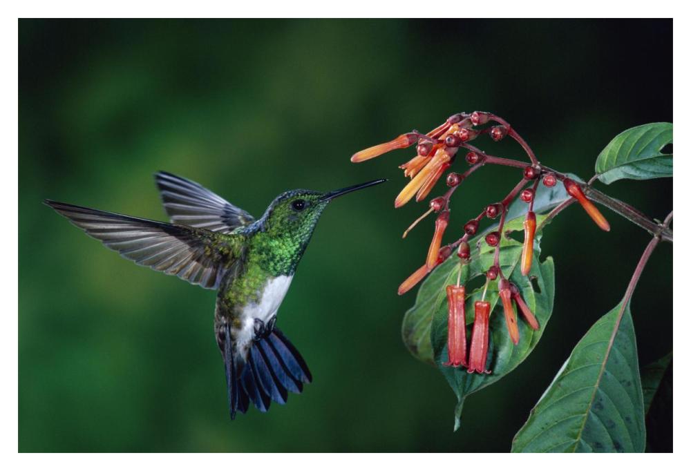 Snowy-Bellied Hummingbird Male, Flying Near Firebush Flowers Cloud Forest, Costa Rica-Paper Art-20,,X14,,