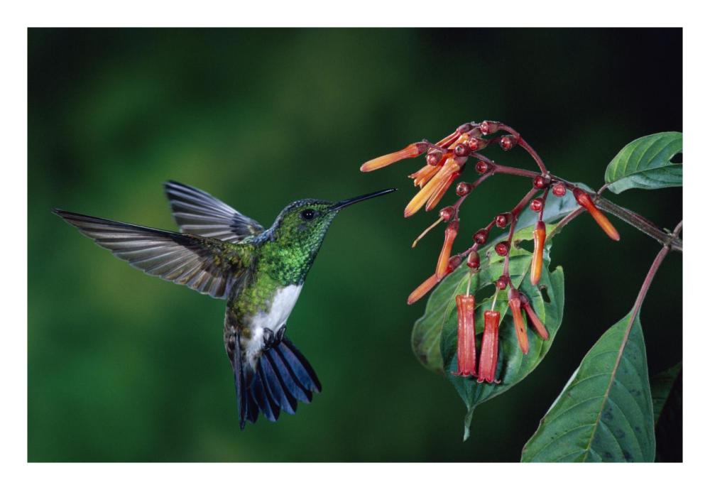 Snowy-Bellied Hummingbird Male, Flying Near Firebush Flowers Cloud Forest, Costa Rica-Paper Art-26,,X18,,