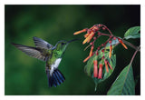 Snowy-Bellied Hummingbird Male, Flying Near Firebush Flowers Cloud Forest, Costa Rica-Paper Art-32,,X22,,