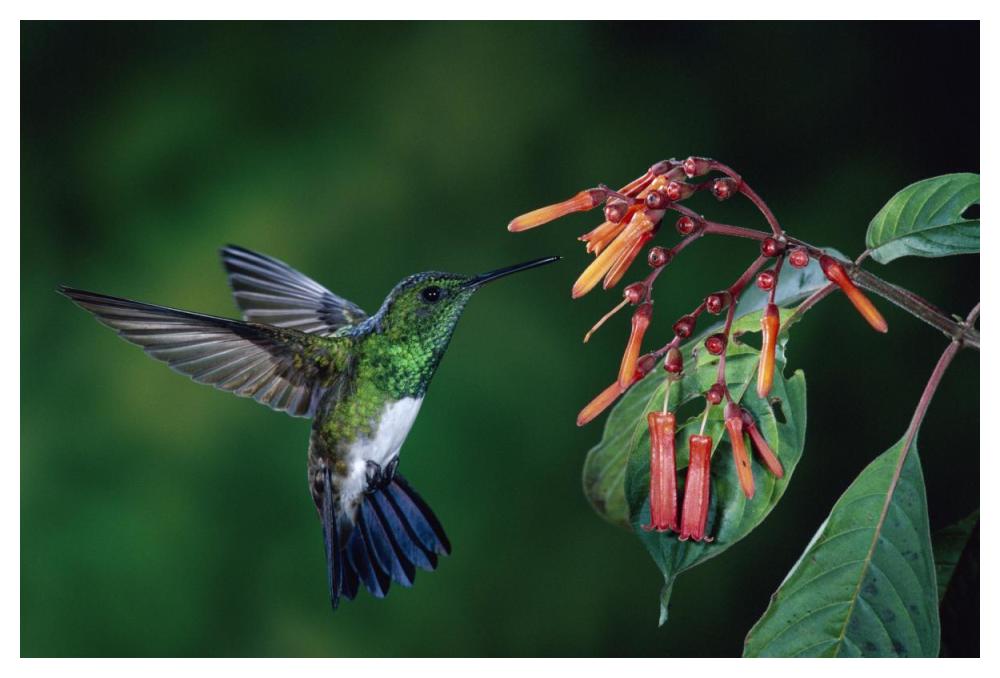 Snowy-Bellied Hummingbird Male, Flying Near Firebush Flowers Cloud Forest, Costa Rica-Paper Art-50,,X34,,