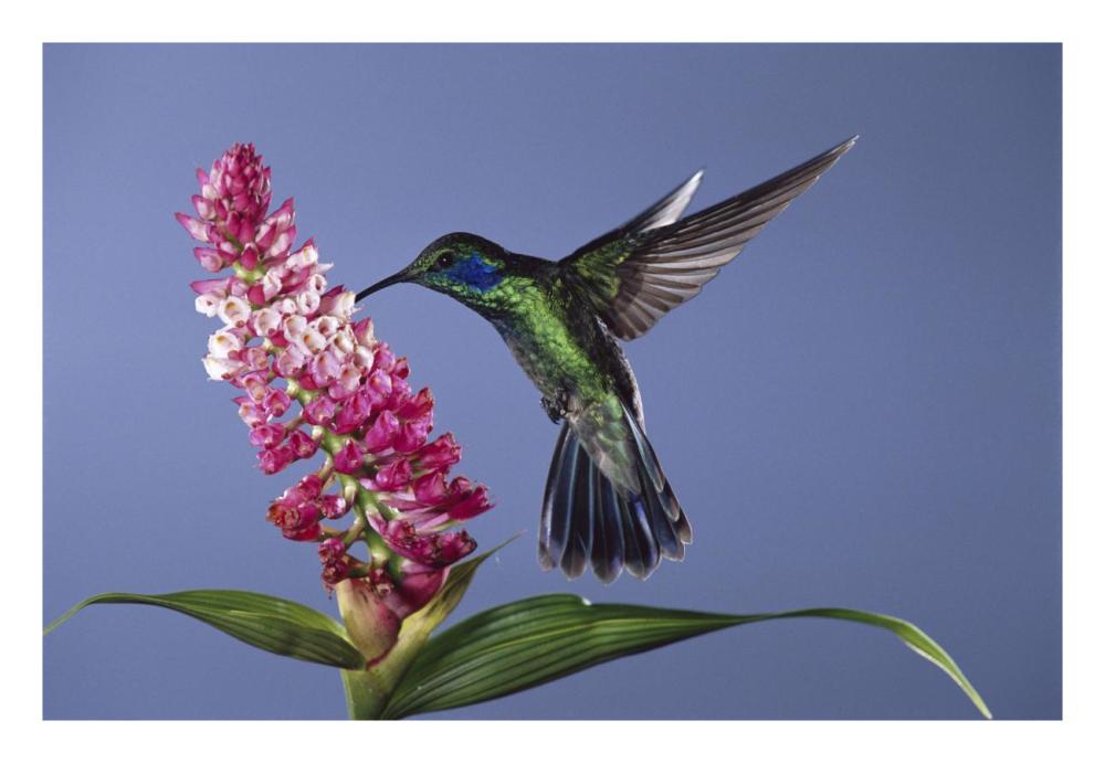 Green Violet-Ear Feeding, Pollinating Epiphytic Orchid Flower, Cloud Forest Ecosystem, Costa Rica-Paper Art-26,,X18,,