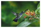Blue-Chested Hummingbird Albino Male Feeding At And Pollinating Flowers Lowland Rainforest, Costa Rica-Paper Art-38,,X26,,