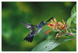 Blue-Chested Hummingbird Albino Male Feeding At And Pollinating Flowers Lowland Rainforest, Costa Rica-Paper Art-50,,X34,,