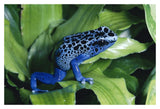Blue Poison Dart Frog Very Tiny Frog Used By Indian Tribes To Poison Tips Of Arrows, Native To South America-Paper Art-20,,X14,,