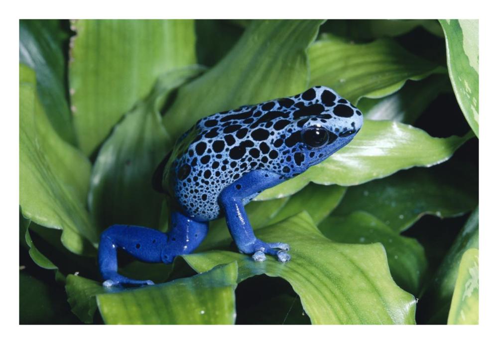 Blue Poison Dart Frog Very Tiny Frog Used By Indian Tribes To Poison Tips Of Arrows, Native To South America-Paper Art-26,,X18,,