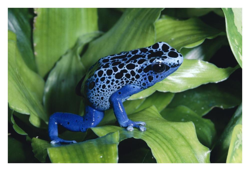 Blue Poison Dart Frog Very Tiny Frog Used By Indian Tribes To Poison Tips Of Arrows, Native To South America-Paper Art-32,,X22,,