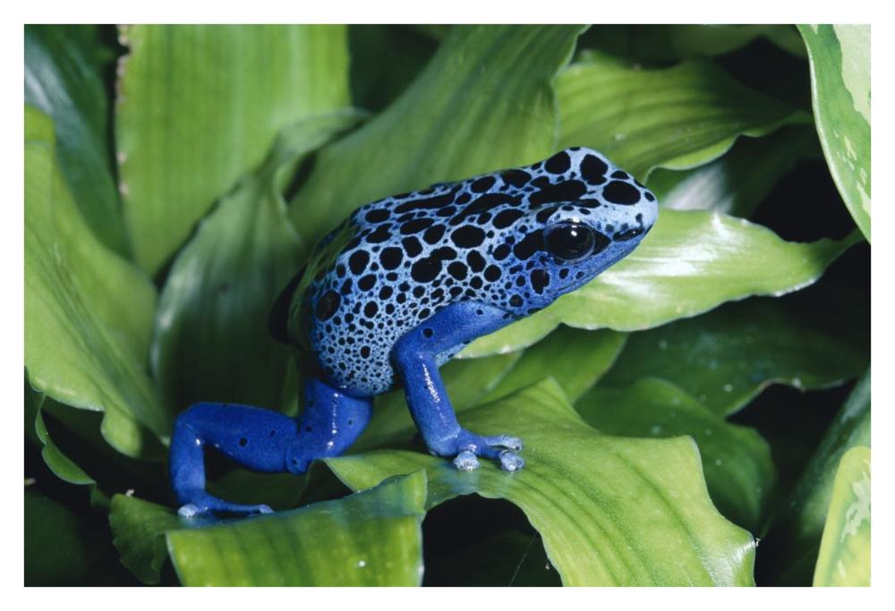 Blue Poison Dart Frog Very Tiny Frog Used By Indian Tribes To Poison Tips Of Arrows, Native To South America-Paper Art-38,,X26,,