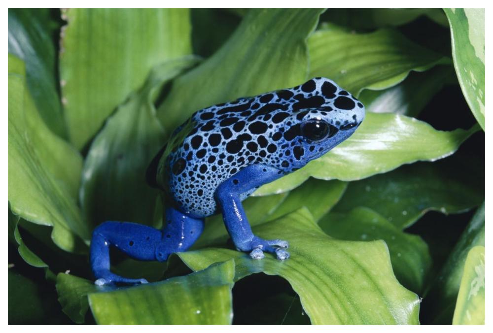 Blue Poison Dart Frog Very Tiny Frog Used By Indian Tribes To Poison Tips Of Arrows, Native To South America-Paper Art-62,,X42,,