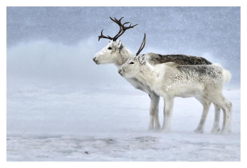 Two Reindeer, Male And Female During A Blizzard, Kiberg Varanger Finnmark,Norway-Paper Art-20,,X14,,