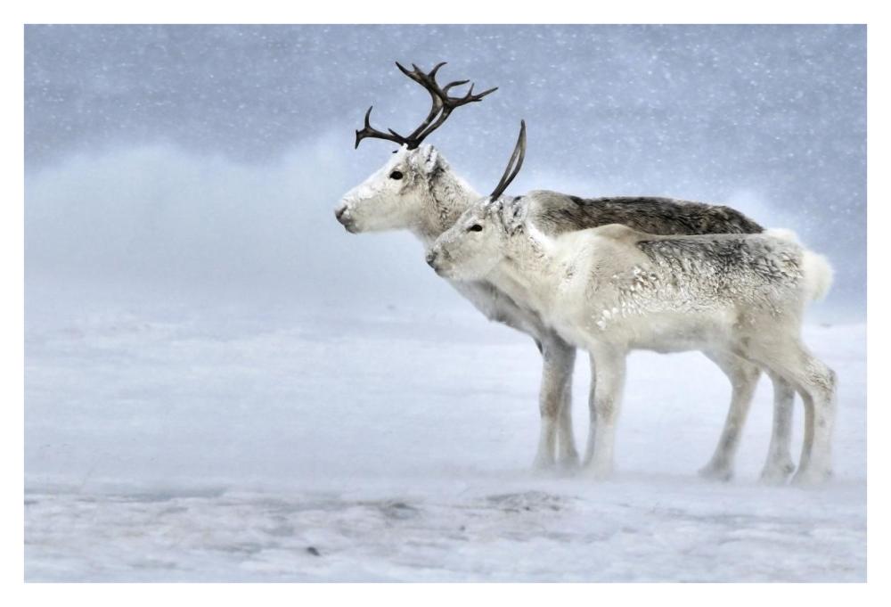 Two Reindeer, Male And Female During A Blizzard, Kiberg Varanger Finnmark,Norway-Paper Art-38,,X26,,