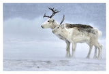 Two Reindeer, Male And Female During A Blizzard, Kiberg Varanger Finnmark,Norway-Paper Art-38,,X26,,