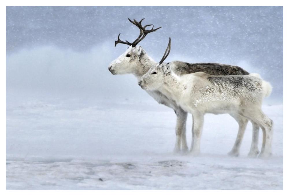 Two Reindeer, Male And Female During A Blizzard, Kiberg Varanger Finnmark,Norway-Paper Art-50,,X34,,
