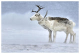 Two Reindeer, Male And Female During A Blizzard, Kiberg Varanger Finnmark,Norway-Paper Art-62,,X42,,