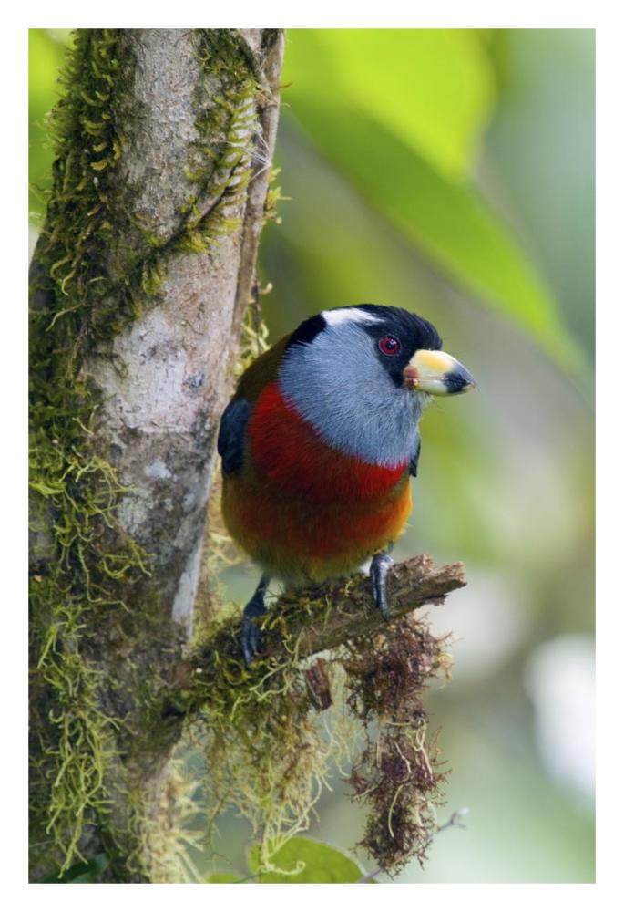 Toucan Barbet, Ecuador-Paper Art-22,,X32,,