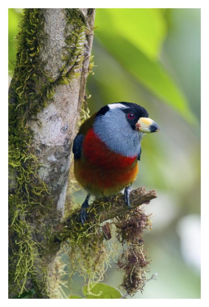 Toucan Barbet, Ecuador-Paper Art-26,,X38,,