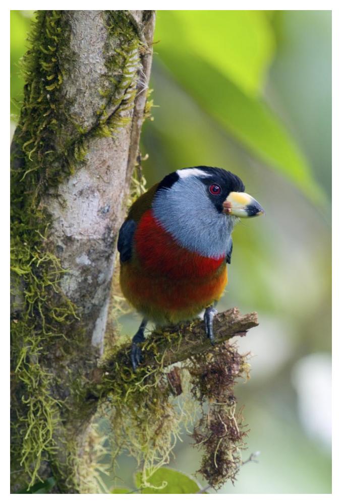 Toucan Barbet, Ecuador-Paper Art-34,,X50,,