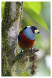 Toucan Barbet, Ecuador-Paper Art-34,,X50,,