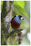 Toucan Barbet, Ecuador-Paper Art-42,,X62,,