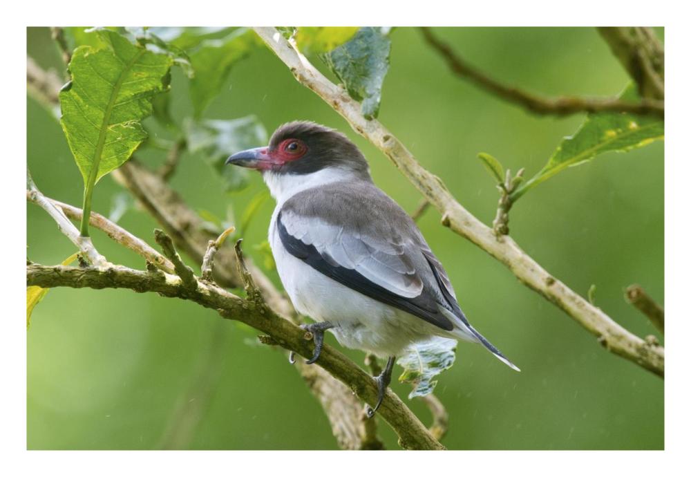 Masked Tityra, Costa Rica-Paper Art-26,,X18,,