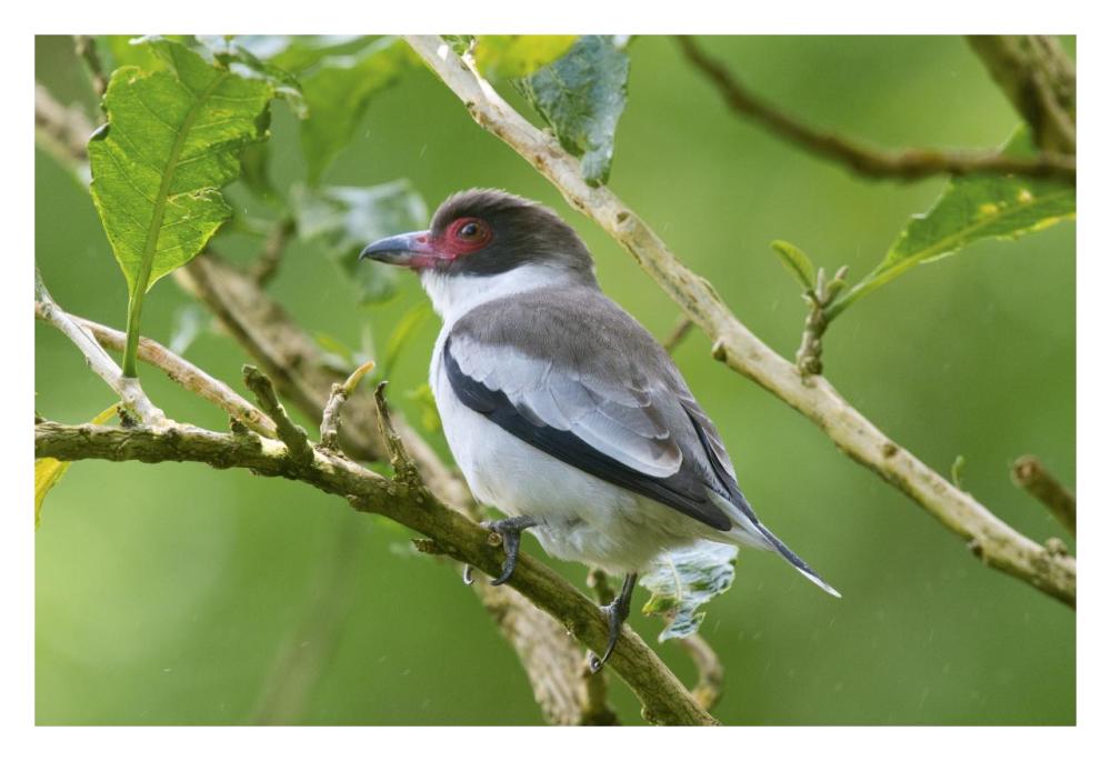 Masked Tityra, Costa Rica-Paper Art-32,,X22,,
