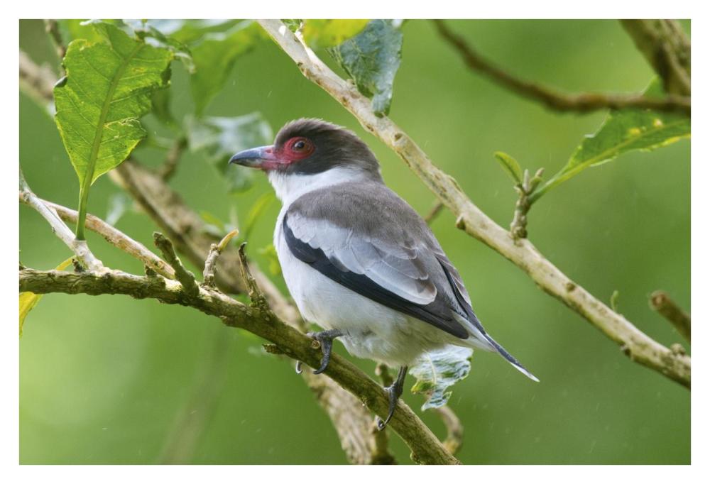Masked Tityra, Costa Rica-Paper Art-38,,X26,,