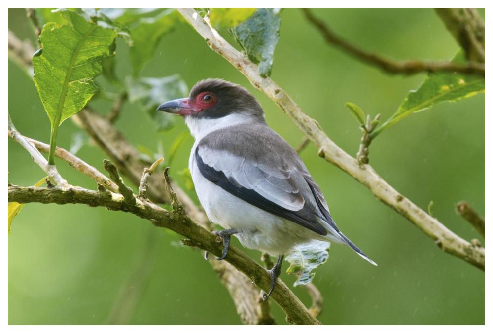 Masked Tityra, Costa Rica-Paper Art-62,,X42,,