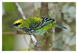 Speckled Tanager, Costa Rica-Paper Art-20,,X14,,
