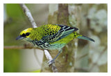 Speckled Tanager, Costa Rica-Paper Art-32,,X22,,